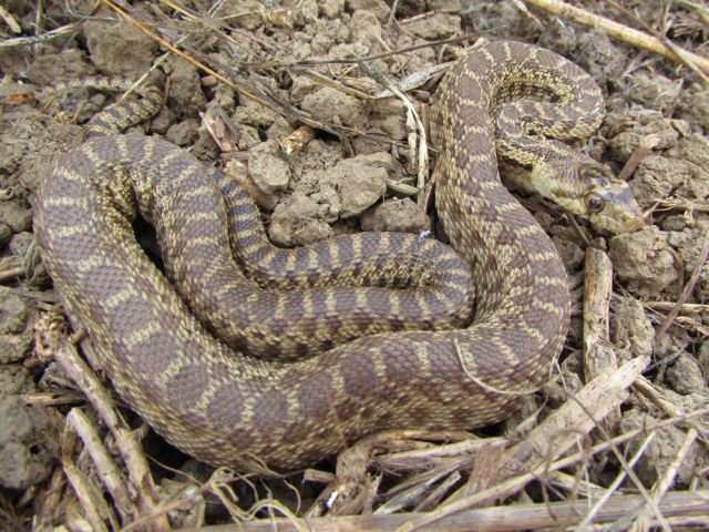 Pacific Gopher Snake